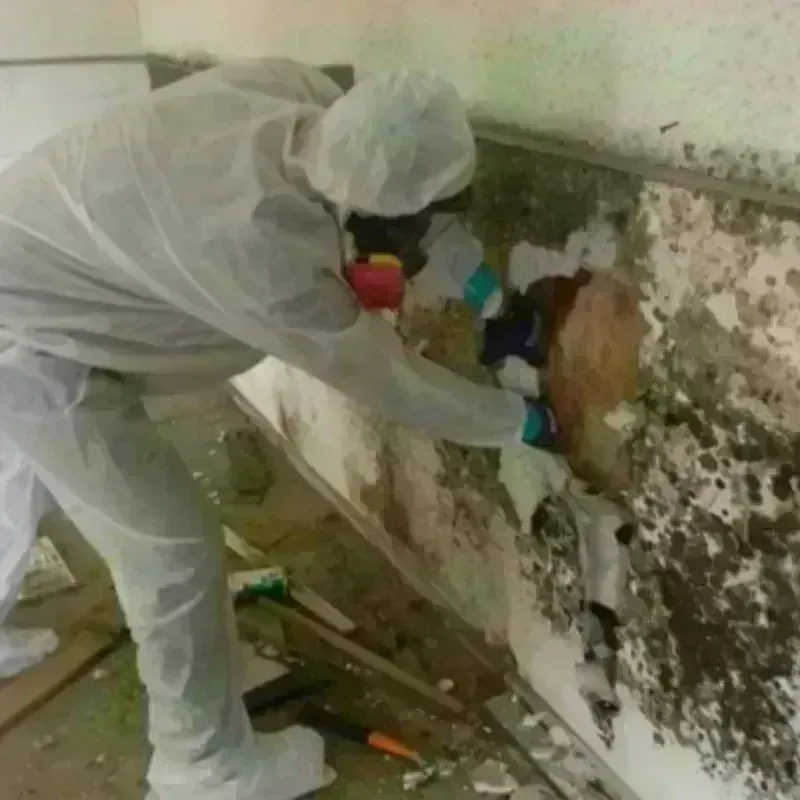 Mold Remediation and Removal in Bowie County, TX